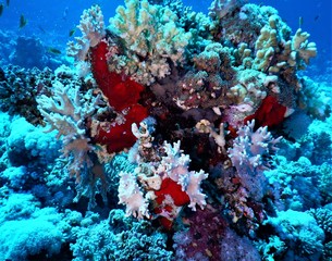 morze czerwone koral nurkowanie red blu 