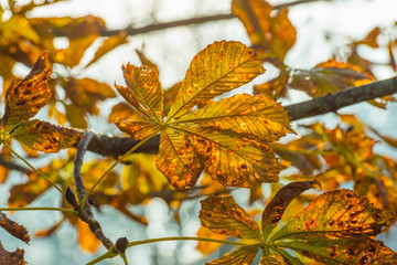 Trees in fall colors in a green grassy field in sunlight in autumn