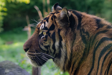 Profile shot of an Asian Tiger