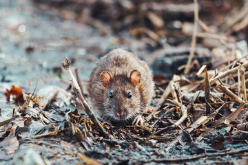rat looks at the camera
