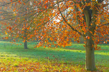 Fototapeta premium Trees in fall colors in a green grassy field in sunlight in autumn