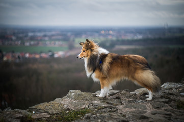 Portrait of sheltie dog