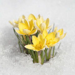 Crocuses yellow blossom on a spring sunny day in the open air. Beautiful primroses against a background of brilliant white snow.