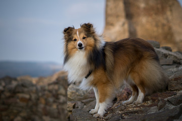 Portrait of sheltie dog