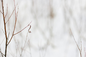 the last dry autumn leaf on a branch in a winter snow park