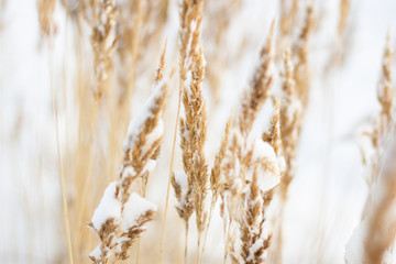 Fototapeta premium Golden cane strewn with white soft snow in winter on the river bank close up