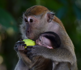 Mother and baby macaque monkeys sharing a piece of fruit together