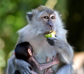 Mother macaque monkey eating fruit and holding her baby