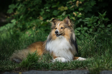 Portrait of sheltie dog