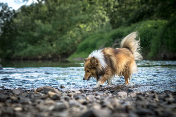 Portrait of sheltie dog