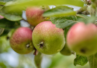 Green fresh apple with water drops on an apple tree branch