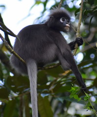 Langur monkey relaxing in a tree in the jungle