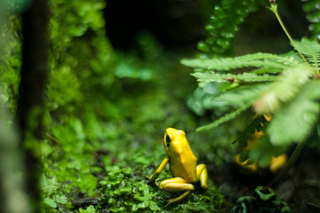Golden poison frog. Yellow frog on a mossy floor. Phyllobates terribilis, golden poison arrow frog, or golden dart frog. Toxic animal.