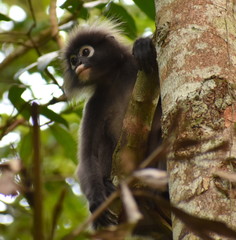 Cute langur monkey in a tree in the jungle