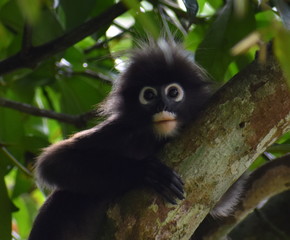 Cute langur monkey in a tree looking at the camera