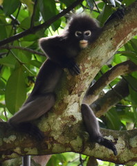 Langur monkey relaxing in a tree in the jungle