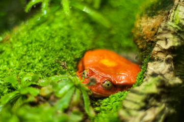 Funny orange toad on a mossy floor. Popeyed frog lurking among the greenery.