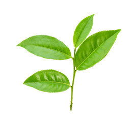 Green tea leaf on white background