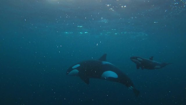 Wild Orcas Killerwhales mother and baby underwater, aquatic life media