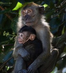 Baby macaque monkey hugging its mother in the jungle