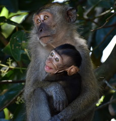 Mother macaque monkey holding her baby in the jungle