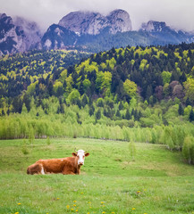 Romania, Transylvania. landscape with a cow in the field,  the snowy peaks of the mountains and the green forests of Brasov, in springtime. beautiful romanian countryside scene, scenery