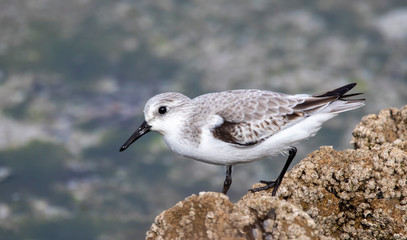 seagull on the beach