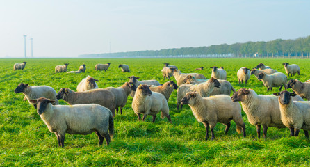 Obraz premium Herd of sheep in a green grassy meadow below a clear sky in sunlight at fall