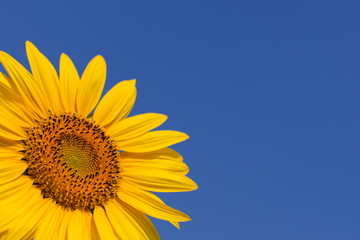 Obraz premium sunflower season in Saraburi thailand
