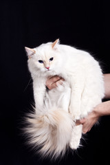 The owner holds in his hands a large white fluffy cat on a black background