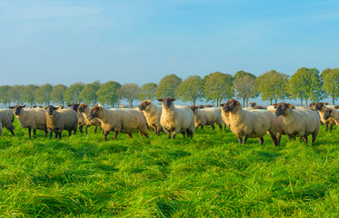 Herd of sheep in a green grassy meadow below a clear sky in sunlight at fall