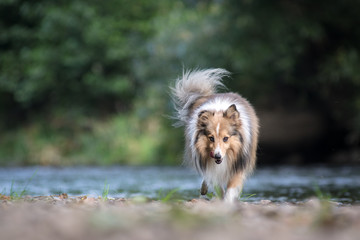 Dog at the river