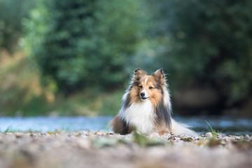 Dog at the river