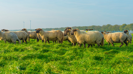 Herd of sheep in a green grassy meadow below a clear sky in sunlight at fall