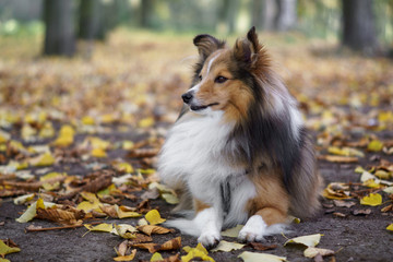 Obraz na płótnie Canvas Autumn in the park with dog