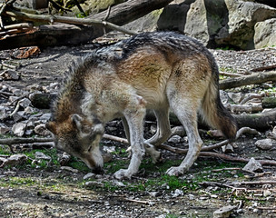 Timber wolf in its enclosure. Latin name - Canis lupus occidentalis