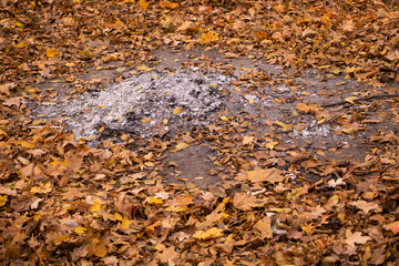 Wood ash in the middle of a forest, autumn yellow leaves