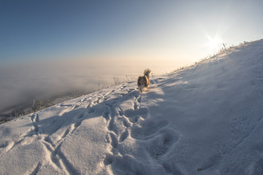 Dog in the snow