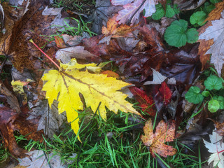 Une foret en automne