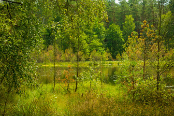 Drzewa las jezioro stawek trzciny - obrazy, fototapety, plakaty