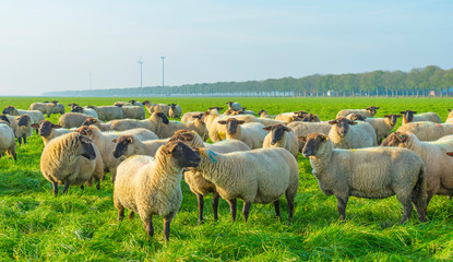 Herd of sheep in a green grassy meadow below a clear sky in sunlight at fall