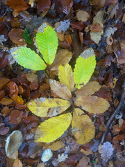 Une foret en automne
