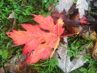 Une foret en automne
