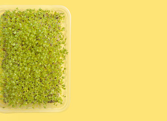 micro green lettuce on a yellow background