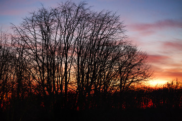Fototapeta premium Sunset sky and trees background. Early morning at cold winter
