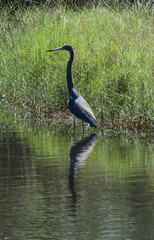 tricolored heron in water