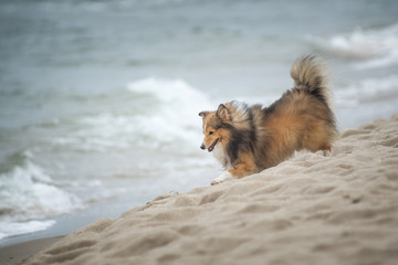 dog playing on the beach