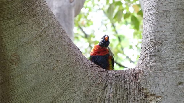 Playful rainbow lorikeet parrots on a tree branch in slow motion