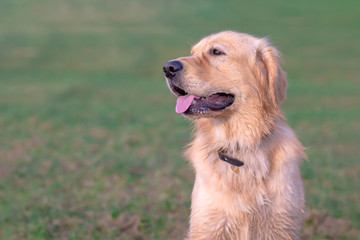 Portrait of a golden retriever.Head shot of Golden Retriever looking confused, smart, funny,interested.Close up.