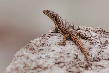 lizard on stone
